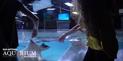 Things to do in San Antonio, TX