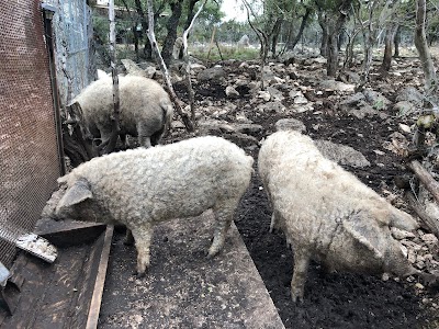 Things to do in Terrell Hills, TX