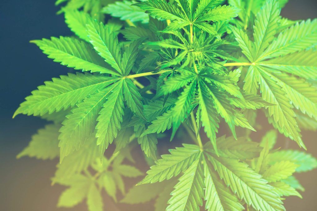 Criminal Defense Attorney For Marijuana Charge